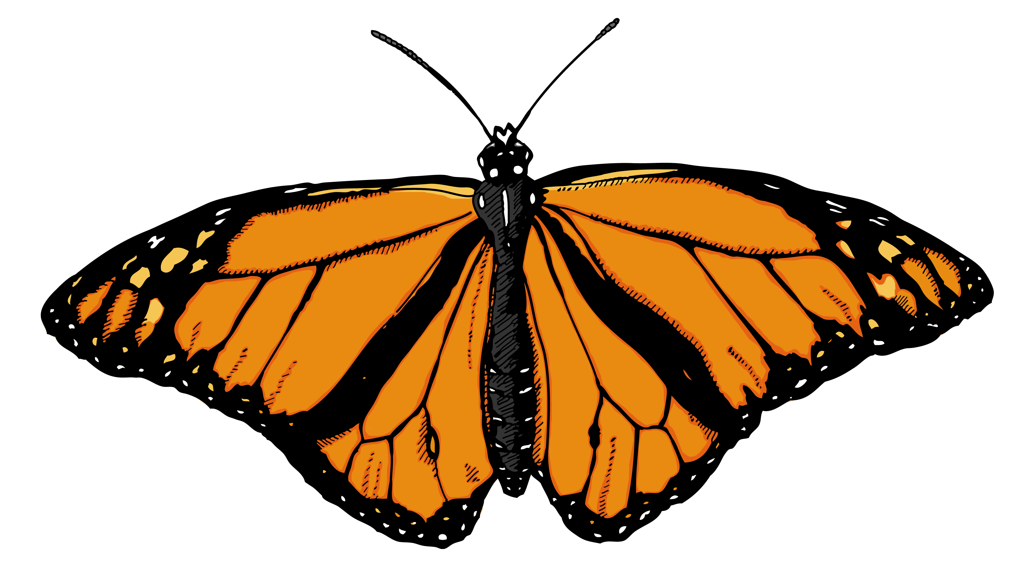 Monarch Butterfly Illustration ...