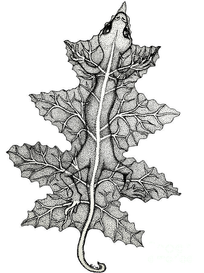 Lizard And Leaf Drawing by Nick Gustafson - Lizard And Leaf Fine ...