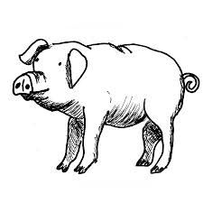 How to draw, To draw and Pigs