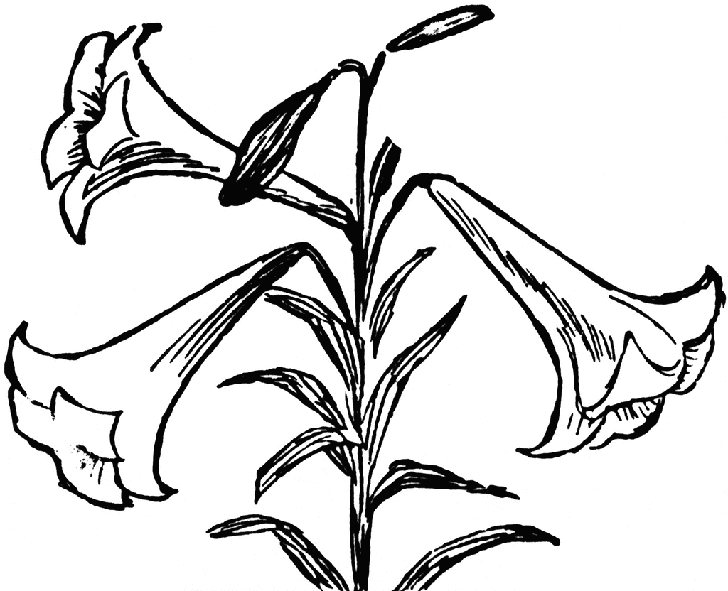 Star lily flower black and white clipart