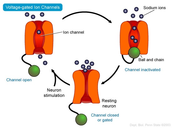 1000+ images about biology