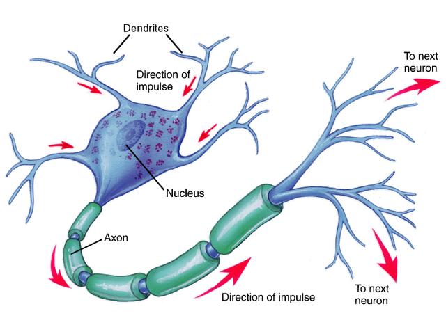 Nervous system, a portion of our energetic anatomy