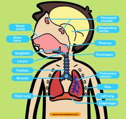 Respiratory System - Health Sciences at Daily Life