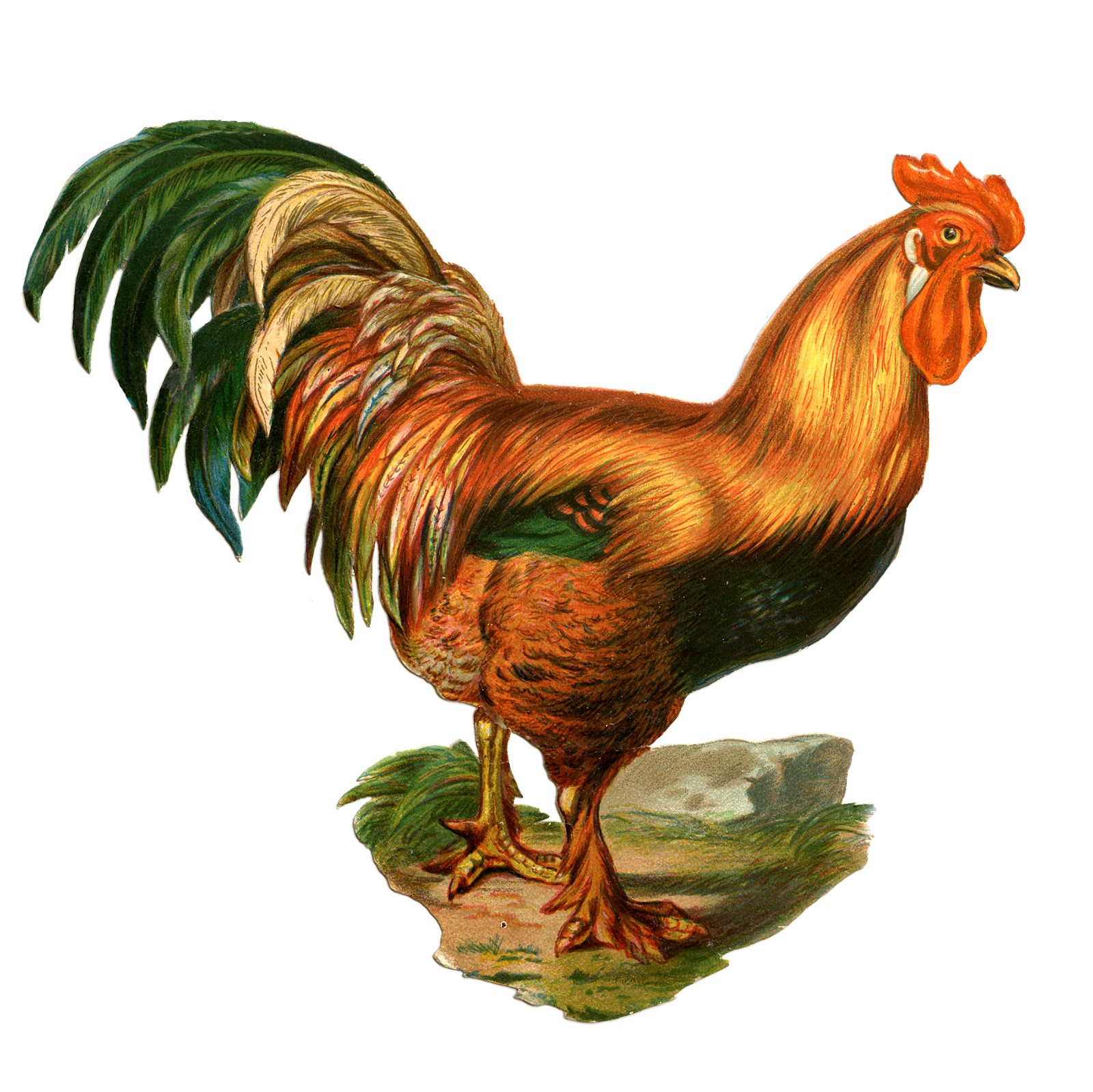 Rooster Images Clip Art