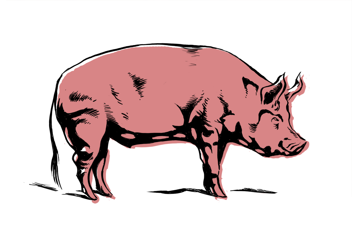 Cartoon Pig Wallpaper 22675 Hd Wallpapers in Animals - Imagesci.