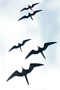 Birds in flight, Birds and Belize