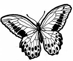 Best Butterfly Tattoo - ClipArt Best