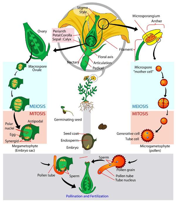 1000+ images about Teaching Plants