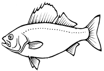 Fish Internal Anatomy Coloring
