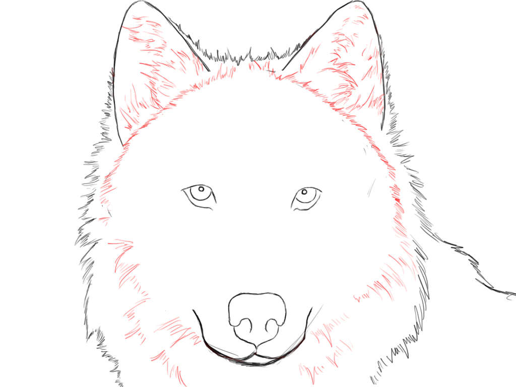 How To Draw A Angry Wolf Face - ClipArt Best