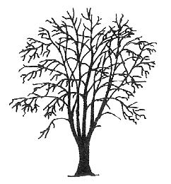 Rogers Trees and Shrubs - Cornus controversa Tree