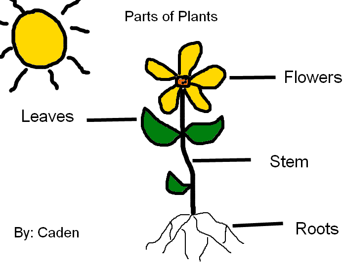 Labeling Parts of Plants | K-5 Computer Lab