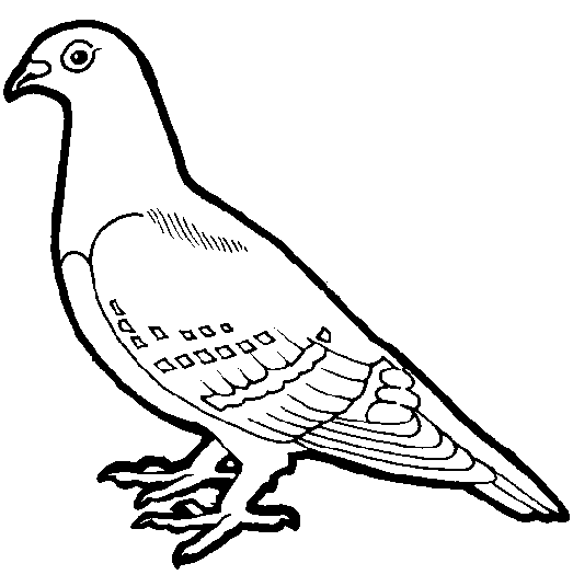 Line Drawing Of Birds - ClipArt Best