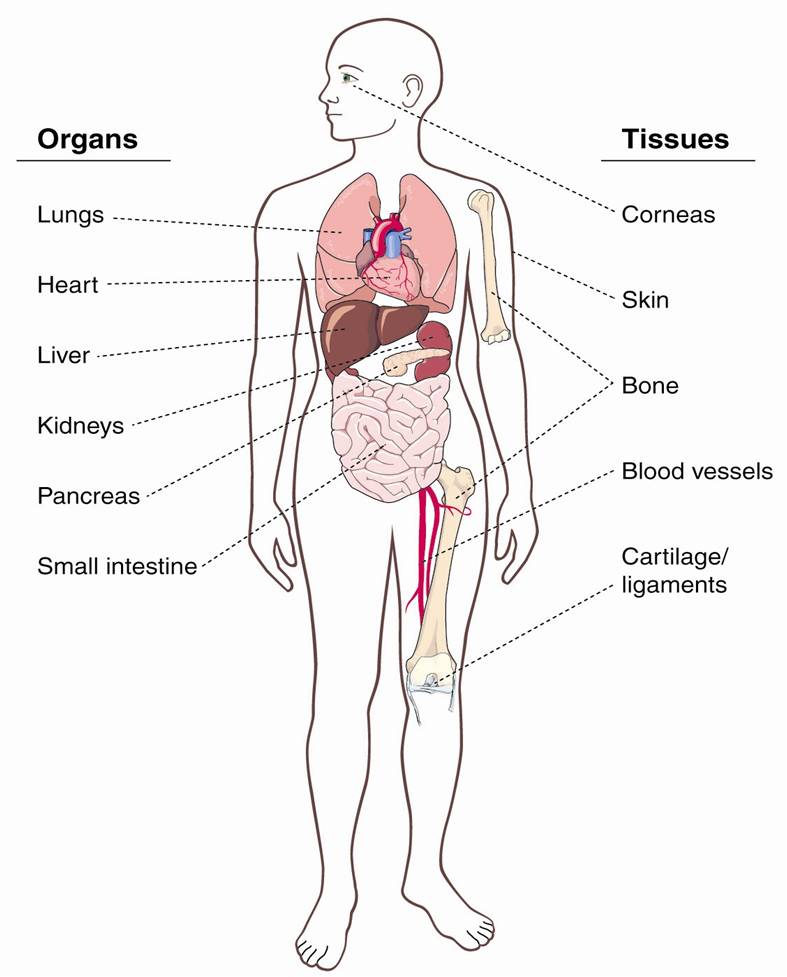 If you 1st decided to study the there will have to have been a cause. Probably you are organizing on becoming a Doctor or Nurse, or some other form of wellness care