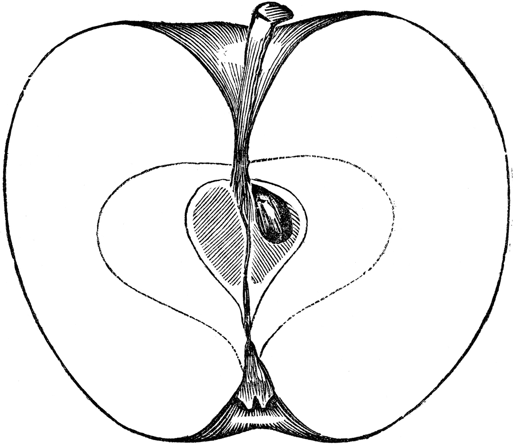 Cross Section Of Apple - ClipArt Best