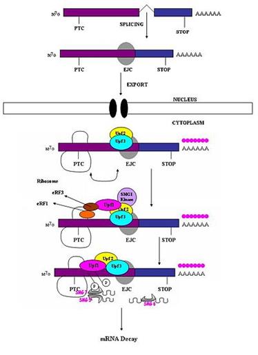 8 Stability of mRNAs and its Regulation: