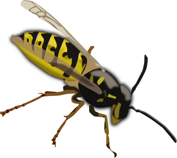 Cartoon Wasp - ClipArt Best