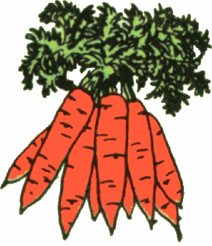 Carrot Clipart