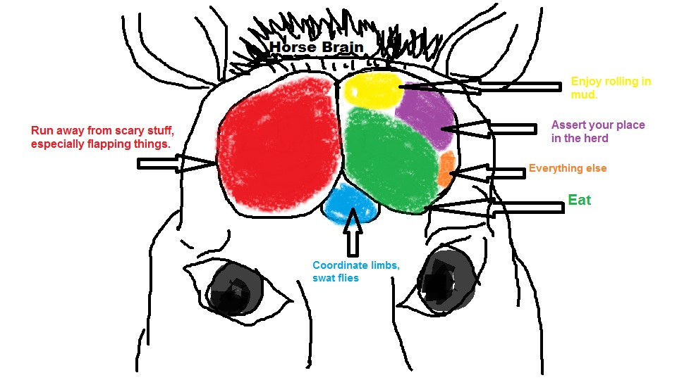 Brain Diagram For Kids - ClipArt Best