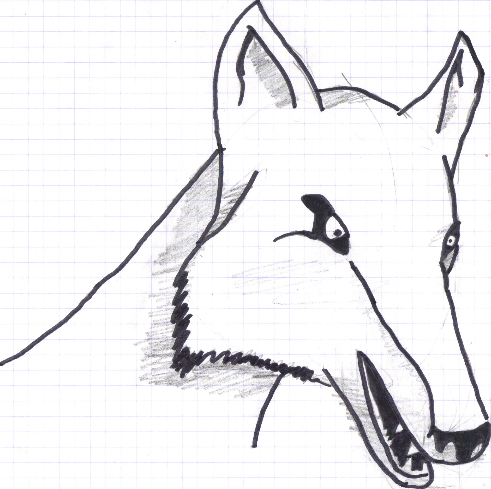 wolf face drawing