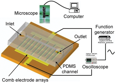 A novel microfluidic driver via AC electrokinetics - Lab on a Chip ...