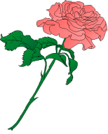 Carnation Clip Art - Tumundografico