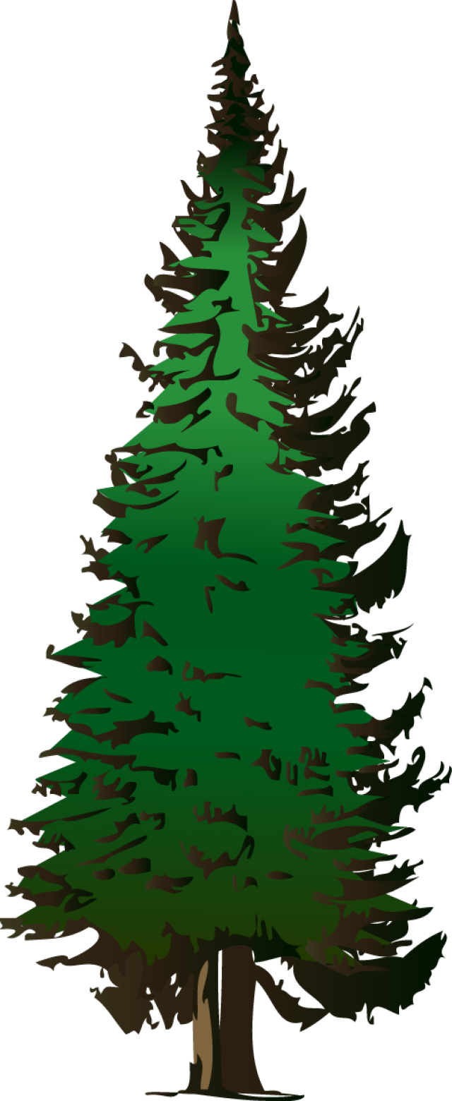 Tree clipart evergreen