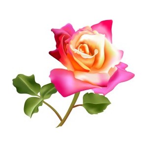 Pink Rose Flower clip art - Polyvore