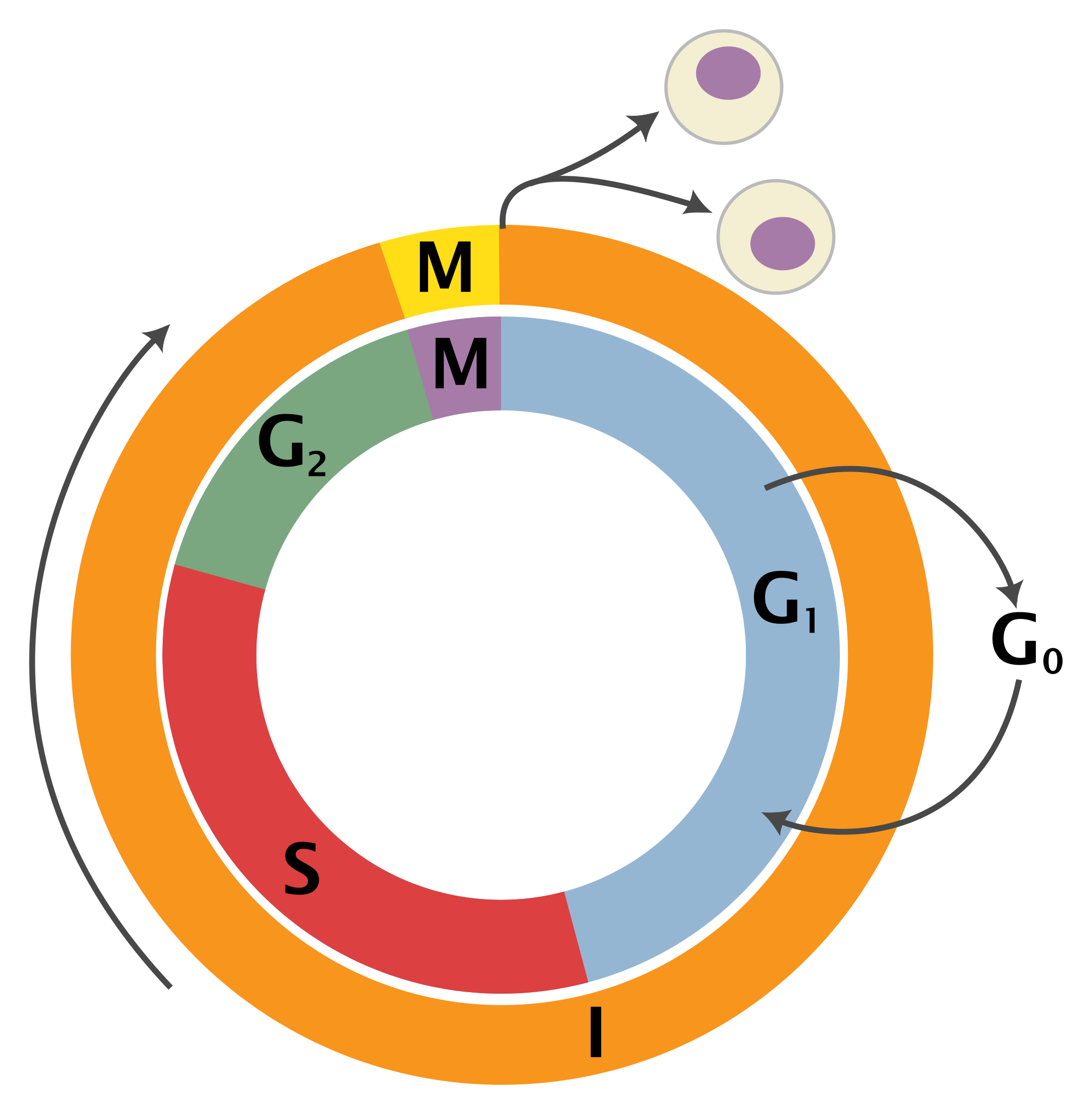 Molecular Control Of Cell Cycle - ClipArt Best