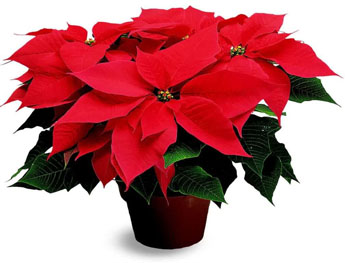 Poinsettia Graphic - ClipArt Best