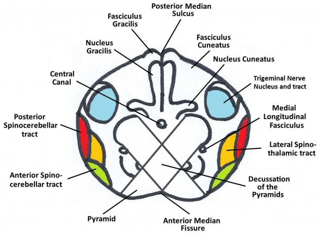 The Medulla Oblongata - Internal Structure - Vasculature ...