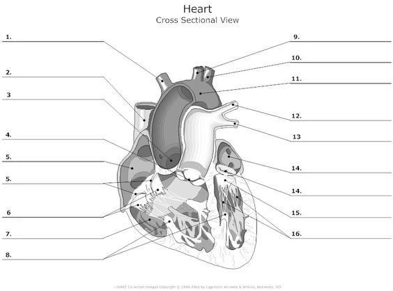 Cross section, The o'jays and Heart diagram