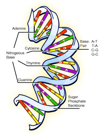 Complementary Dna | DNA ...