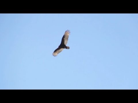 Turkey Vultures Flying over Miami Skyline - YouTube