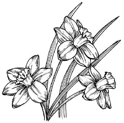 Daffodil Outline Drawings - ClipArt Best