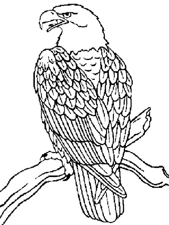 Coloring pages, Eagles and Coloring