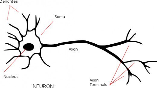 simple neuron Gallery