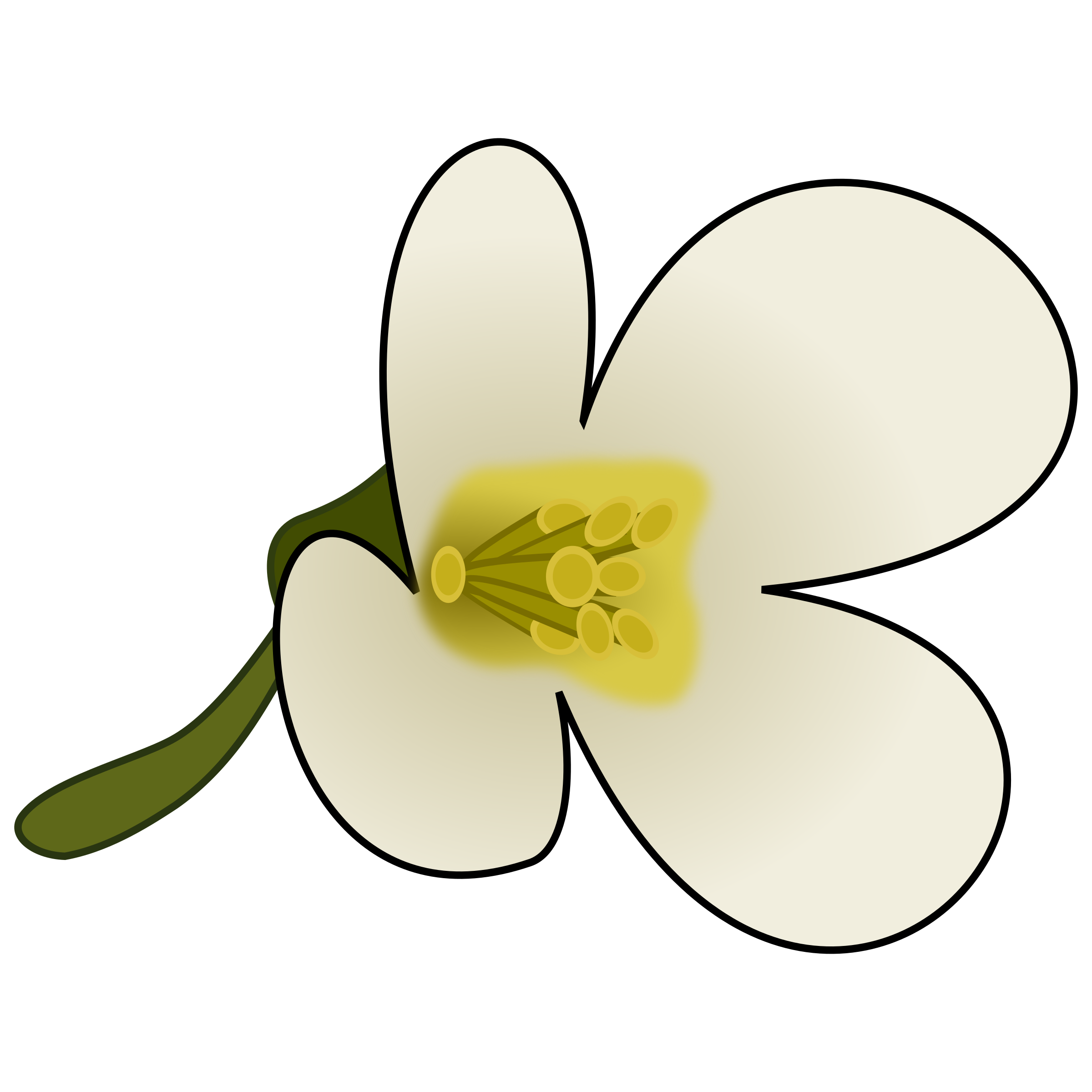 Clipart - Thaliana Flower