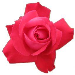 Love Birthday Flower Valentine Cerise Rose / Rose / 128px / Icon ...