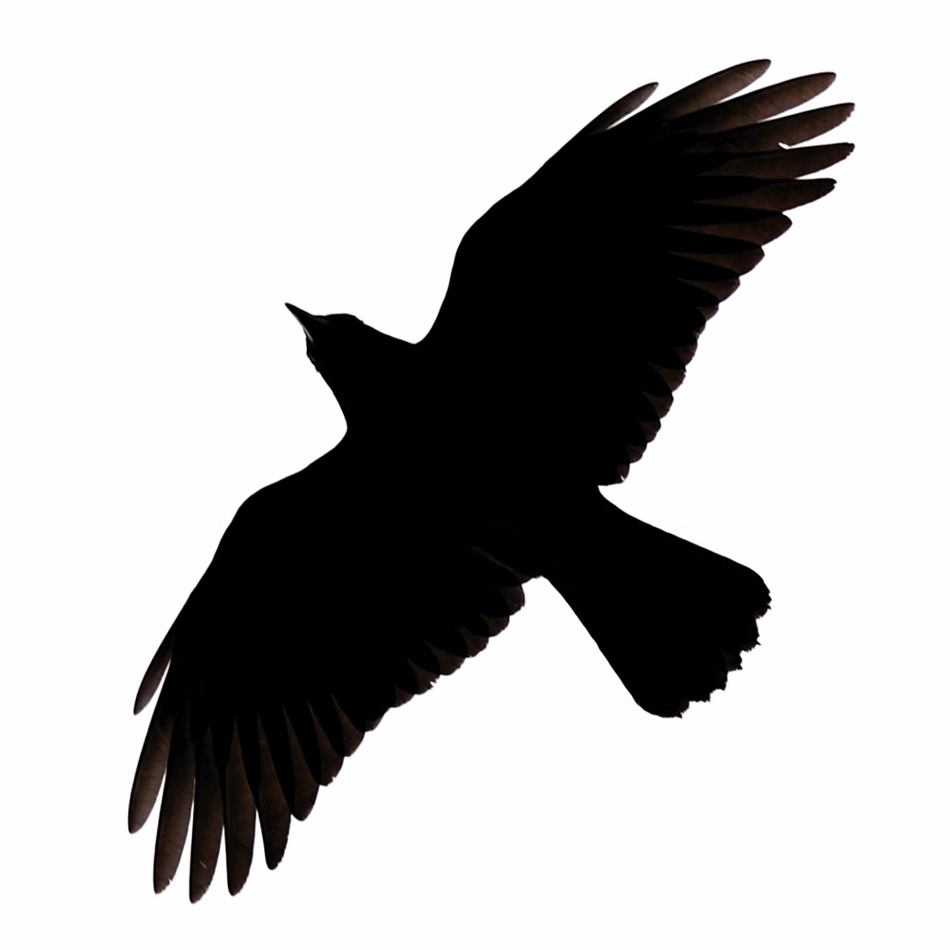 Crow Silhouette Clipart - Free to use Clip Art Resource