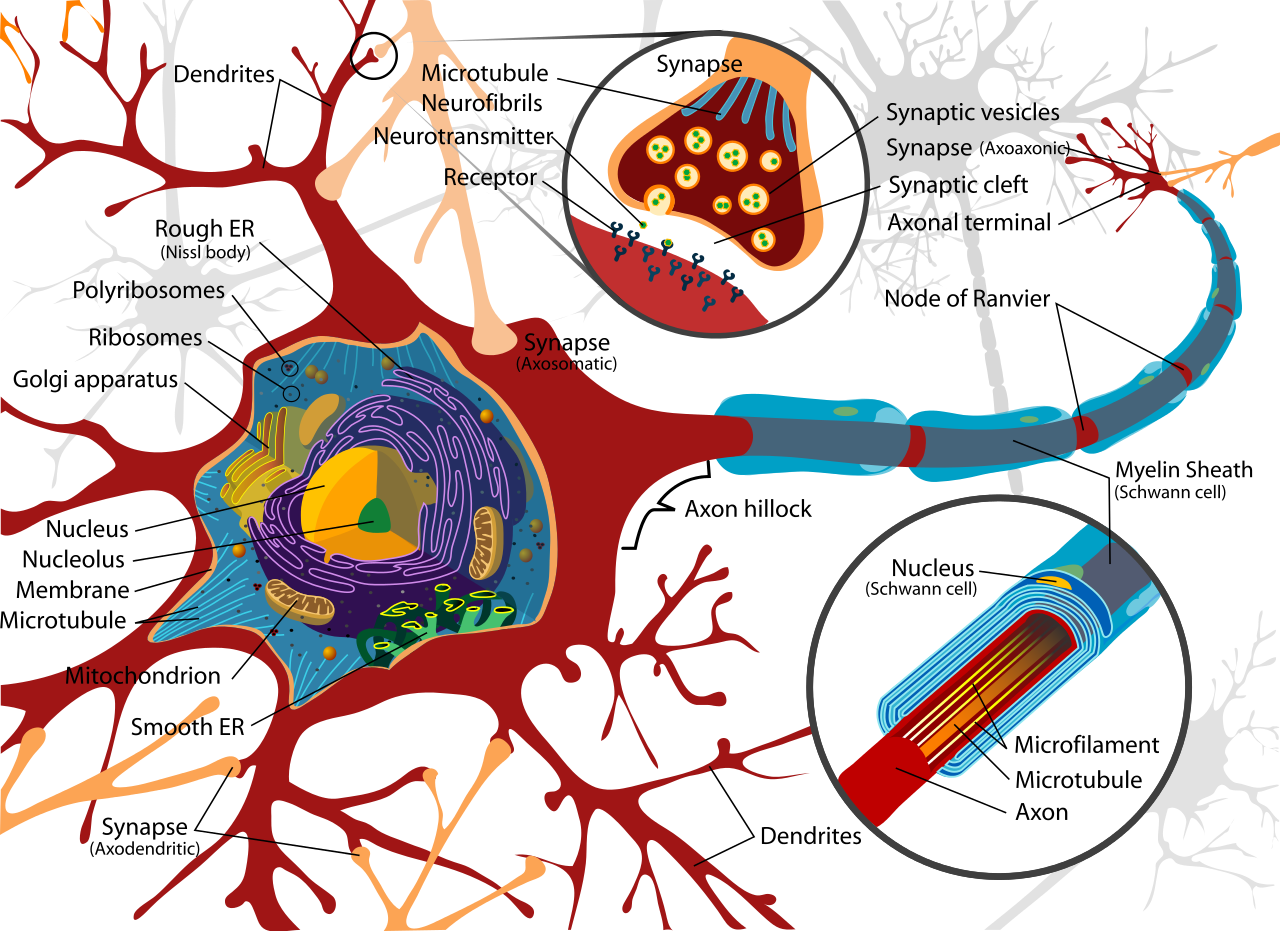 Neuron Wikipedia The Free Encyclopedia Clipart - Free to use Clip ...