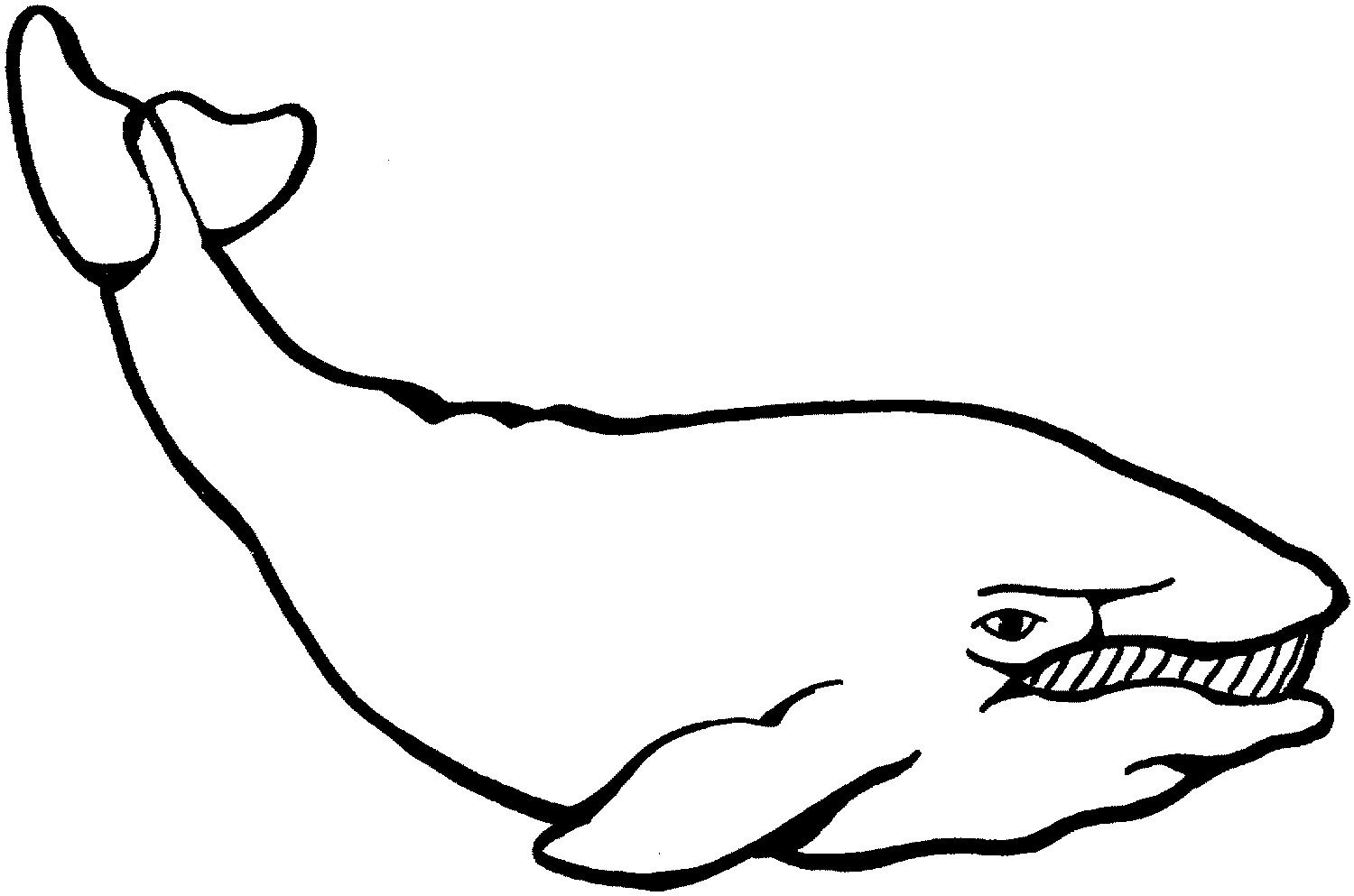 Whale Line Drawing - ClipArt Best