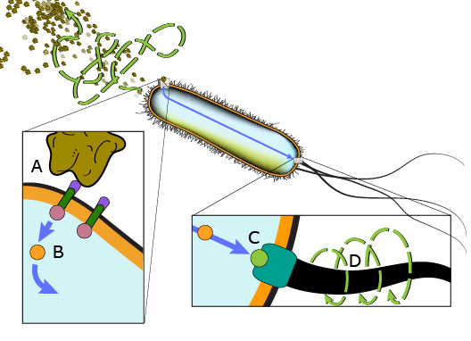 Receptors guide bacterial navigation : E. Coli - AskNature