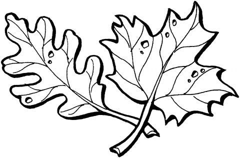 Oak Leaf Outline