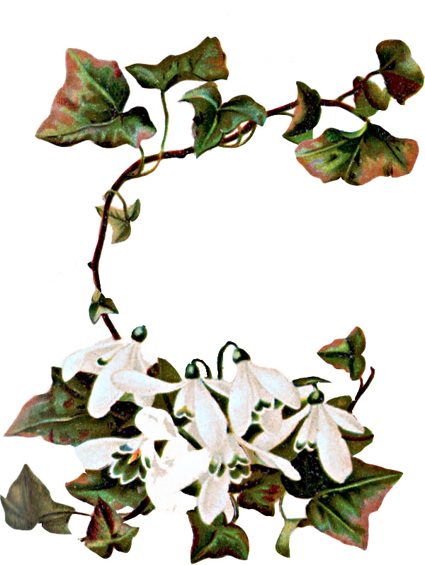 Ivy Clip Art Free