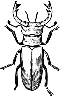 Stag beetle clipart
