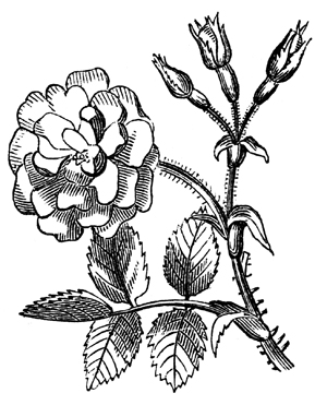 Drawings of Roses