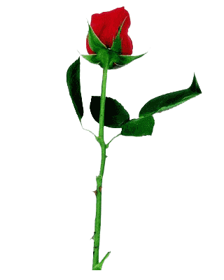 Red Rose Graphics