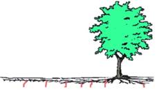 Diagnosing Root and Soil Disorders on Landscape Trees