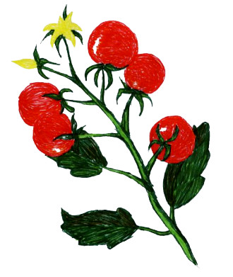 Tomato Plant Drawing - ClipArt Best